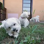 Podere San Giuseppe Σαν Βιντσέντσο